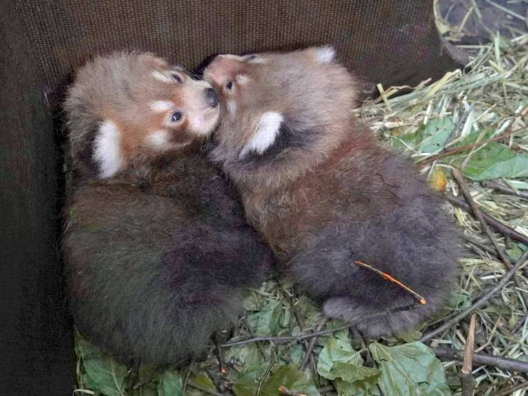 Zwei Panda-Jungtiere
